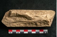 Foto (Detailansicht) von Plantae indet.  (NHMW-GEO-2024-0188-11638)